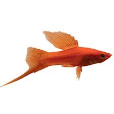 Buy Fish Online: Betta, Saltwater & Aquarium Fish .